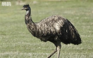 鸸鹋和鸵鸟的区别，体型和经济价值均不同