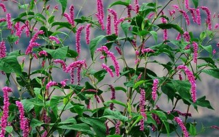 辣蓼和红蓼的区别，株高、叶片、花朵均不同