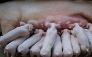 仔猪每天需要哺乳多少次，每天需要哺乳5次左右