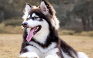 阿拉斯加犬感冒如何处理，可饲喂宠物专用的感冒冲剂