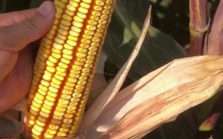 彩甜糯2020玉米种简介,该品种品质总评分85.1分