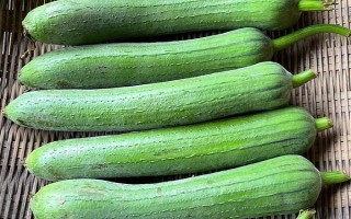 优质丝瓜品种介绍，推荐早优一号、新早冠406等