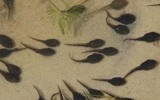 水鱼吃什么食物，可喂食蛤蜊、小虾、蝌蚪等