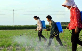 韭菜的种植方法，可有性繁殖也可以无性繁殖