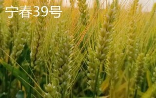 高产春小麦品种,选种时要做到因地制宜