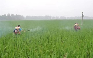 使用二氯喹啉酸要注意什么，与杀草丹等药物混用可扩大除草谱