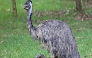 鸸鹋的价格，成品每斤售价35-45元左右