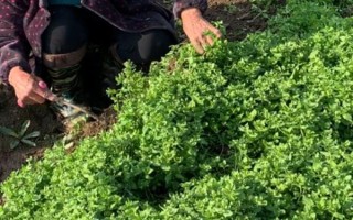 菠菜喜欢哪些肥料,刚出苗时需及时追施富含氮元素的肥料