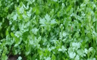 夏季种香菜的技术要点,一般在6月份左右种植