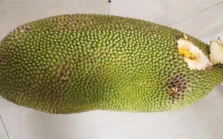 菠萝蜜怎么看是否成熟,可以观察外壳颜色或摸外壳硬度等