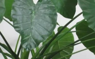 让滴水观音变绿的方法，配制疏松肥沃的土壤能让叶片更绿