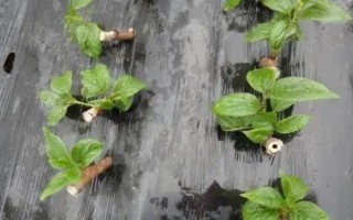 枣树的种植技术,一般分为春栽和秋栽