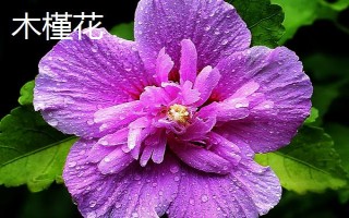 有哪些蓝色花卉,常见的有勿忘我、蓝雪花等