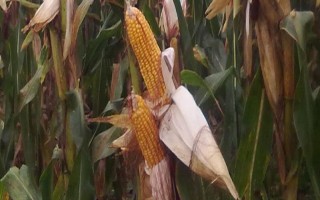 广德9玉米品种简介，中抗玉米螟（5.7MR）