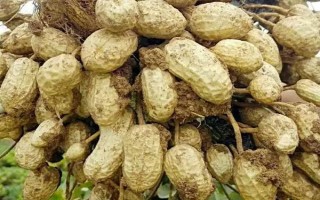 花生有哪些生长特点，地上开花地下结果、花朵呈单生或簇生状