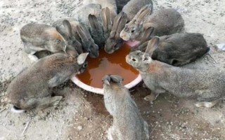 夏季饲养兔子的注意事项，控制兔舍温度是关键