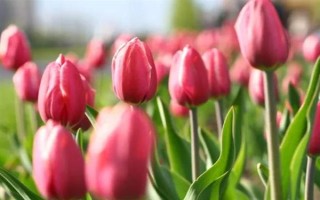 圣诞节适合送哪些花卉,玫瑰花、百合花、郁金香等品种可以考虑