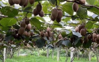 没熟的猕猴桃能不能吃，味道酸涩不能食用