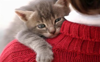 猫咪突然疏远主人的原因，可能是记仇或缺乏陪伴