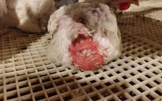 鸡脱毛的原因，疾病会导致鸡脱毛