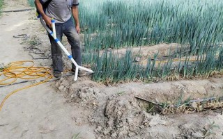 小香葱苗的移栽方法,剪除烂根和枯根后再斜放栽植