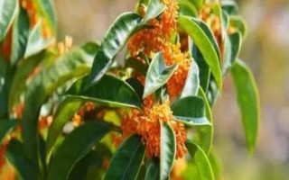 移栽大桂花树的注意事项,应选择在初春或秋天