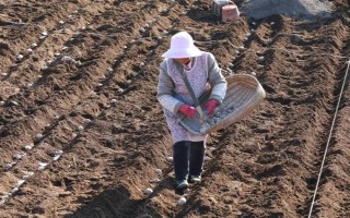 马铃薯膜下播种要点,播种深浅与覆土厚度均要保持一致