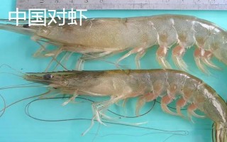 越南对虾是淡水虾吗,不是淡水虾而是海水虾