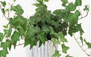 常春藤如何水培才能快速生根,放在有散射光的地方每隔1-2天换一次水