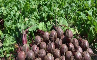 甜菜是什么，是一种草本植物