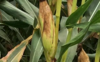 新中玉5号玉米品种的特性，生育期125.5天