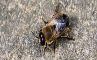 雄蜂相关介绍，属于单倍体蜜蜂、主要负责和蜂王交尾