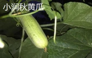 中国黄瓜之乡在哪里，指的是山东曲堤镇