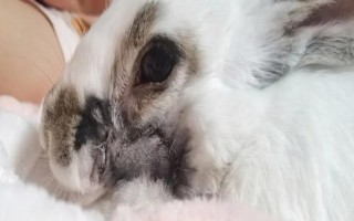 兔子脸上长脓包的治疗方法，一般需要通过手术切除脓包