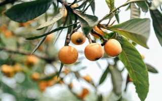 枇杷秋冬季的管理技术，需要用稻草或杂草将树盘覆盖