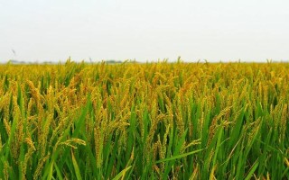 金龙优1826水稻种子特点,高抗稻瘟病