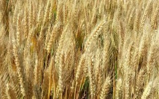 西科麦9号小麦种子简介,全生育期179天左右