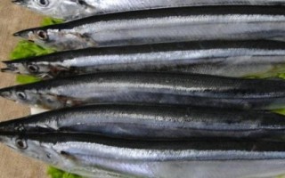 刀鱼介绍,属于鳀科、鲚属、刀鲚种鱼类