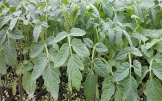早春怎么培育番茄苗,用温水浸泡后再播种、出苗后注意控制温湿度