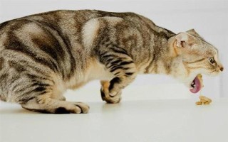 犬猫上呼吸道感染怎么治疗和护理，根据引发原因采取不同的解决措施