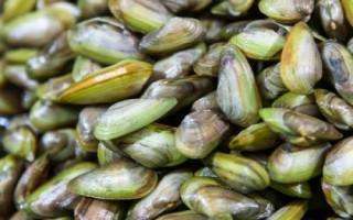 什么是海瓜子，属于贻贝科、肌蛤属软体动物