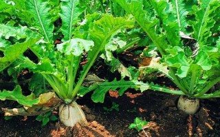 萝卜白粉虱的危害特点，会造成作物叶片褪色、变黄等