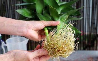 富贵竹的浇水方法，遵循不干不浇、浇则浇透的原则