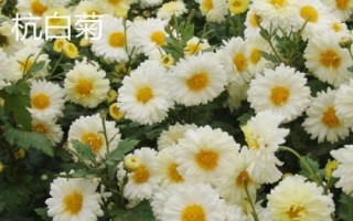 浙江省桐乡市的特产,杭白菊是我国传统出口名特产品