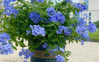 哪些花卉适合夏季种植，包含飘香藤、三角梅等品种