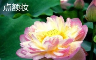 名贵荷花品种介绍,这十种一定要了解