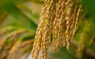 云科粳7号水稻种子特征特性，在种植区域按当地最佳节令播种