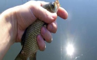 鲫鱼饵料推荐，可用自然饵料也可自制饵料