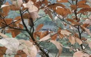 苗木假死的原因，主要是由于苗木质量差造成的