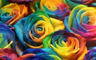 彩虹玫瑰的花语，花语为浪漫、梦幻、幸福等